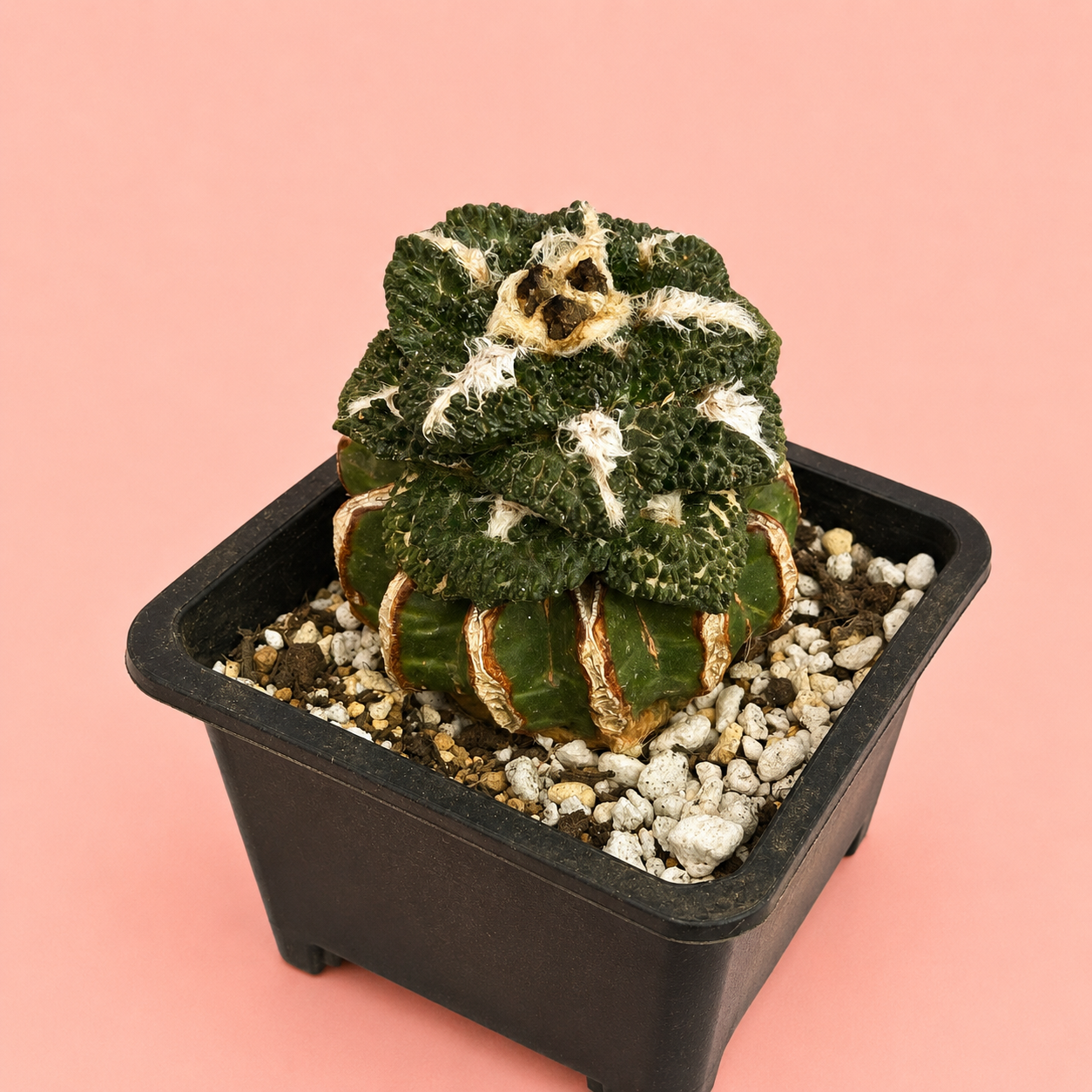 Ariocarpus fissuratus ‘Godzilla’ | Rare Collector Cactus | Around 8cm | Bare Root