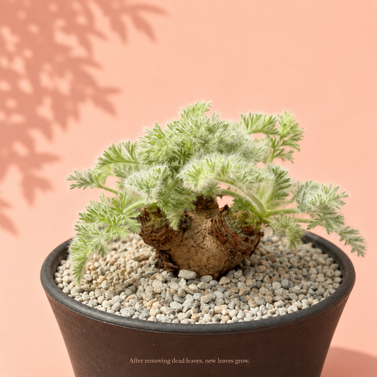 Rare Pelargonium Triste Caudex Plant | Potted Collector Succulent