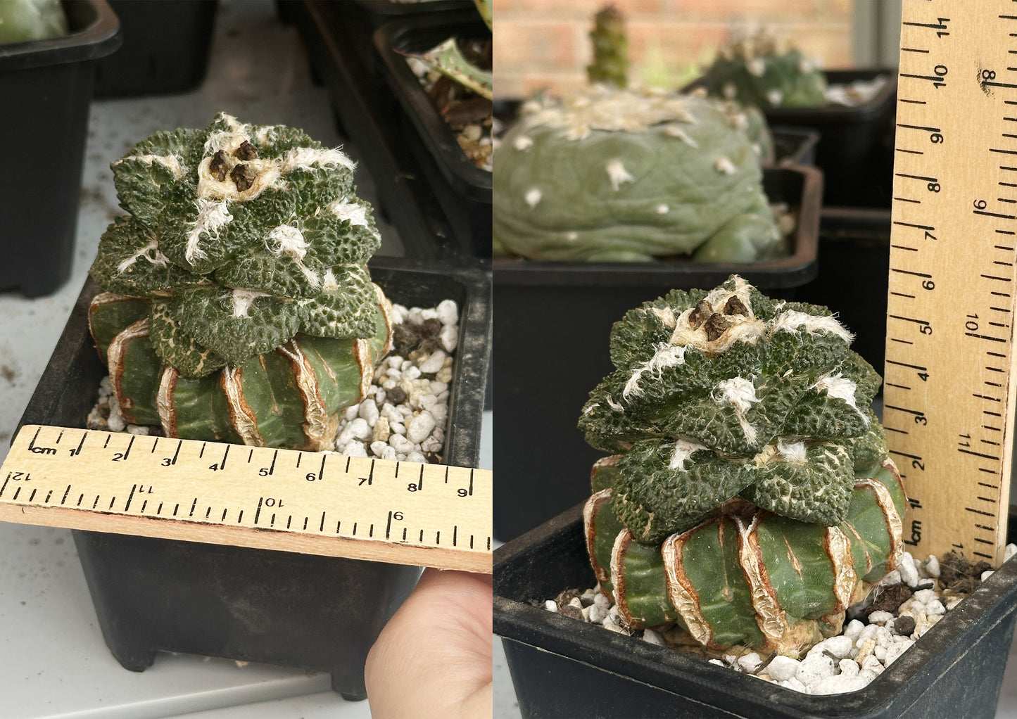 Ariocarpus fissuratus ‘Godzilla’ | Rare Collector Cactus | Around 8cm | Bare Root