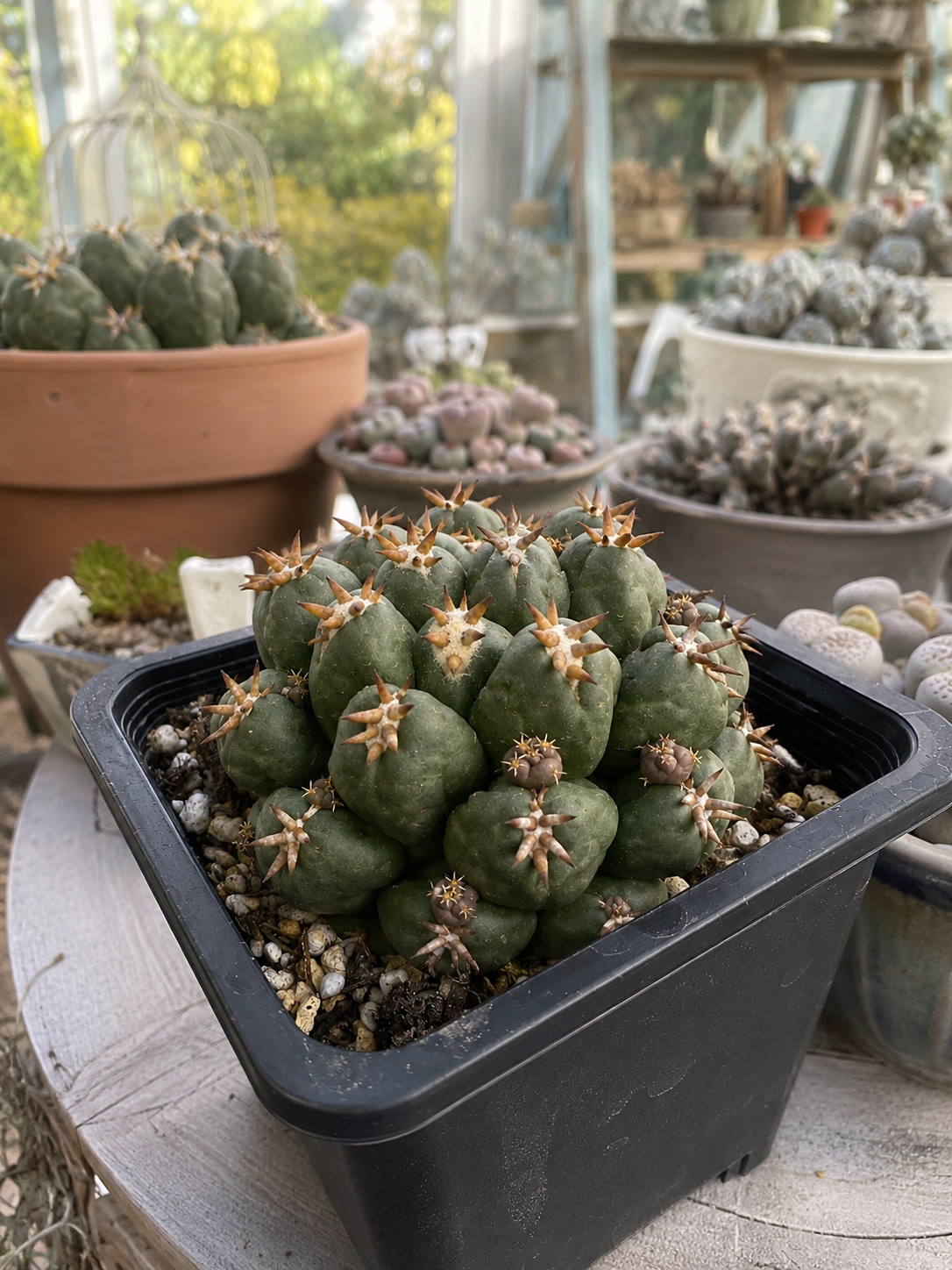 Cactus plant in a black pot on a wooden surface with other cacti in the background.