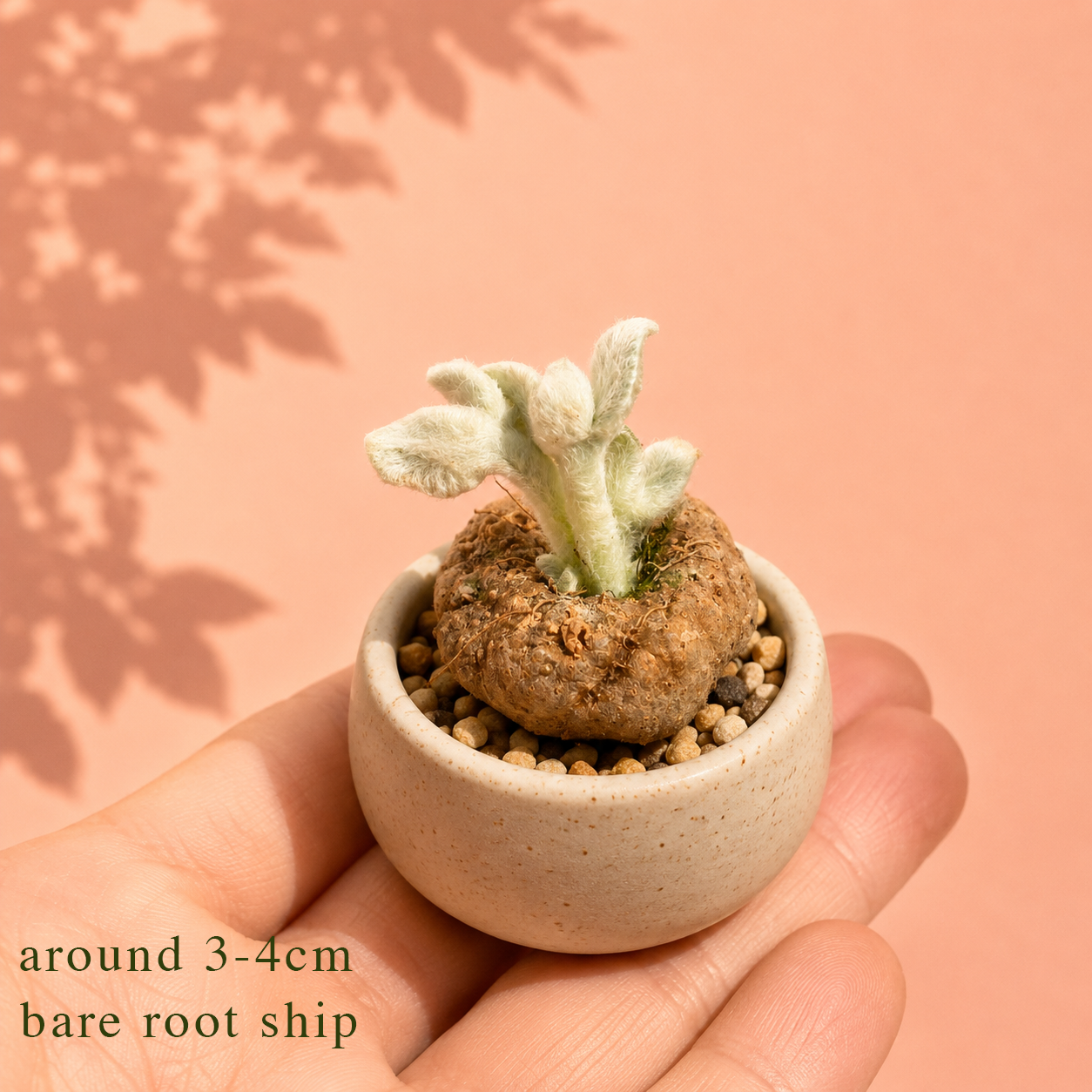 Mini Sinningia leucotricha (Brazilian Edelweiss) | Rare Caudex Plant | Bare Root