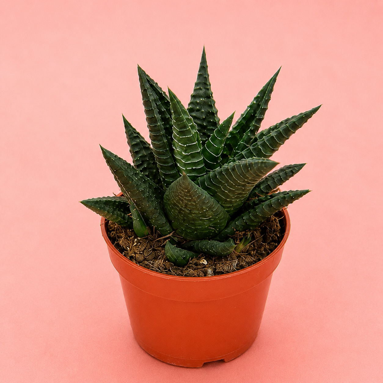 3pcs Succulent Plant Set in 5cm Pots – Haworthia Concolor, Aloe Mitriformis & Gasteraloe