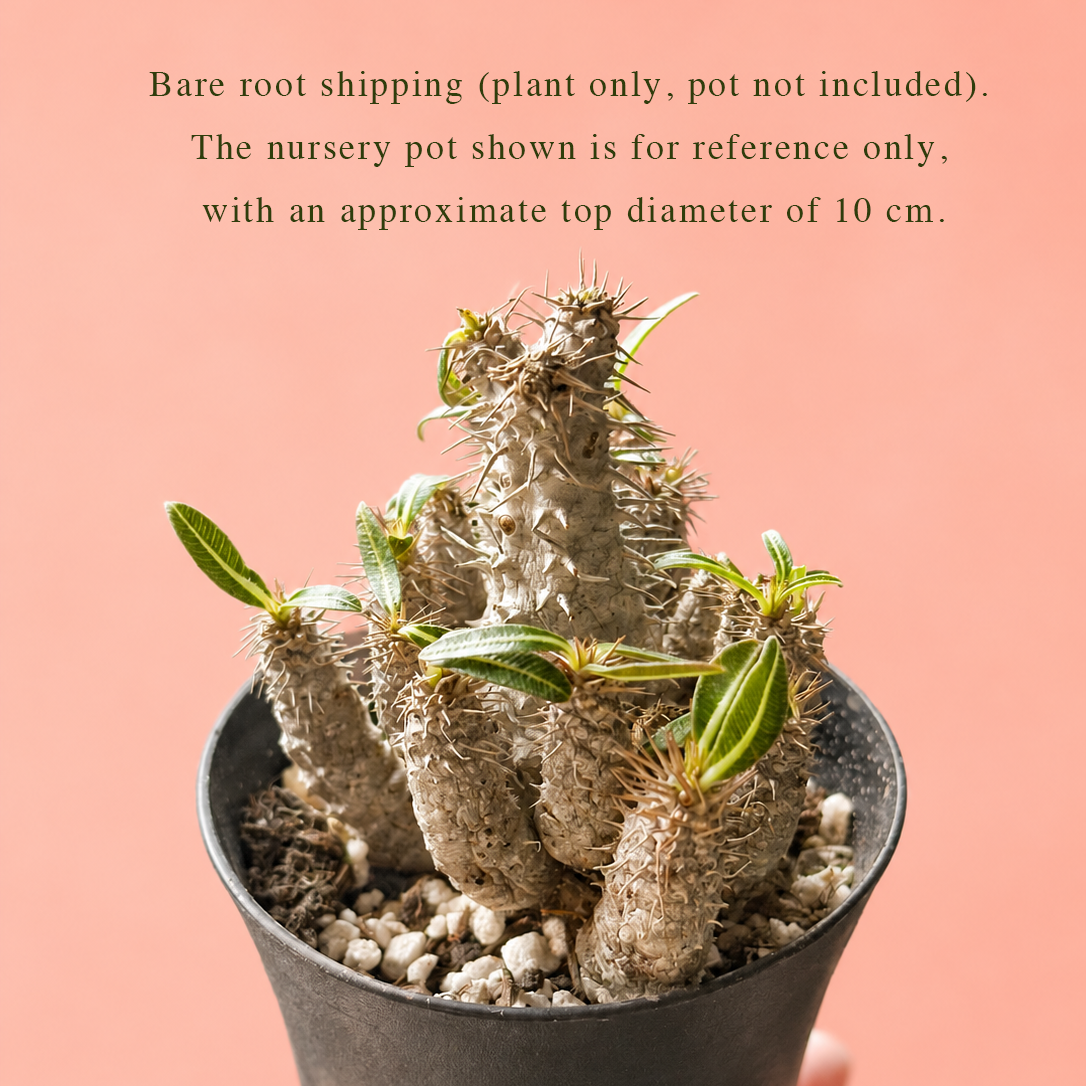 Rare Pachypodium Rosulatum Subsp. Cactipes – Bare Root Caudex Plant