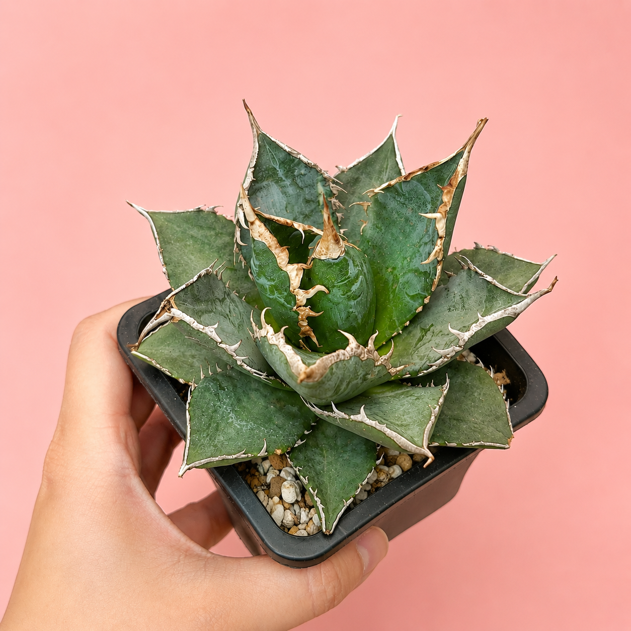 White Whale Agave – Bare Root Succulent Plant