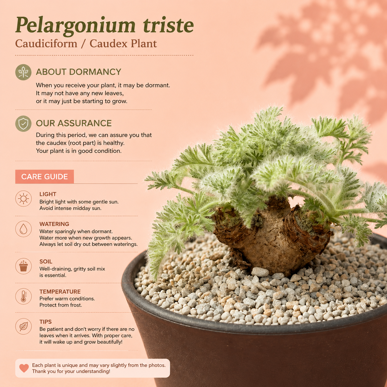 Rare Pelargonium Triste Caudex Plant | Potted Collector Succulent