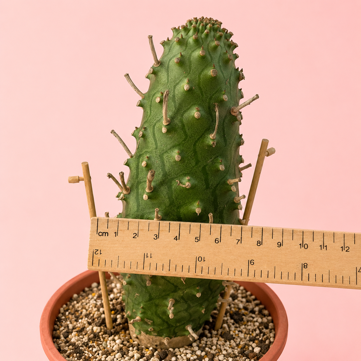 Rare Euphorbia subsp. menteiroi | One of a Kind Collector Specimen
