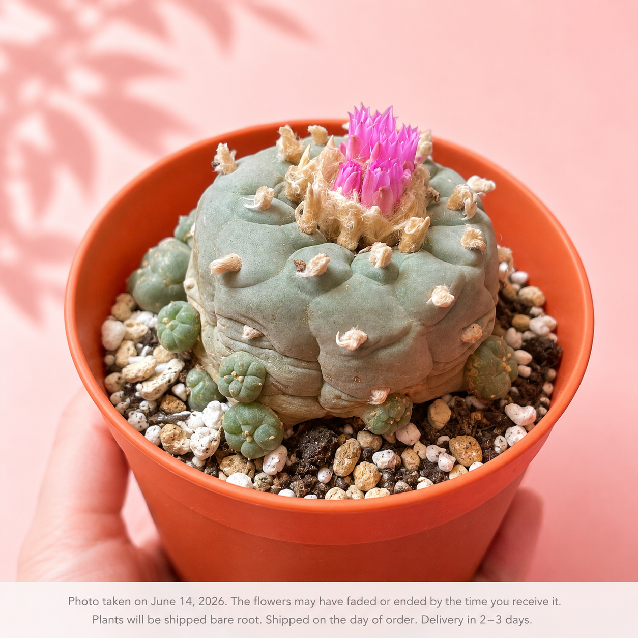 Rare Multi-Head Button Cactus – Collector Specimen