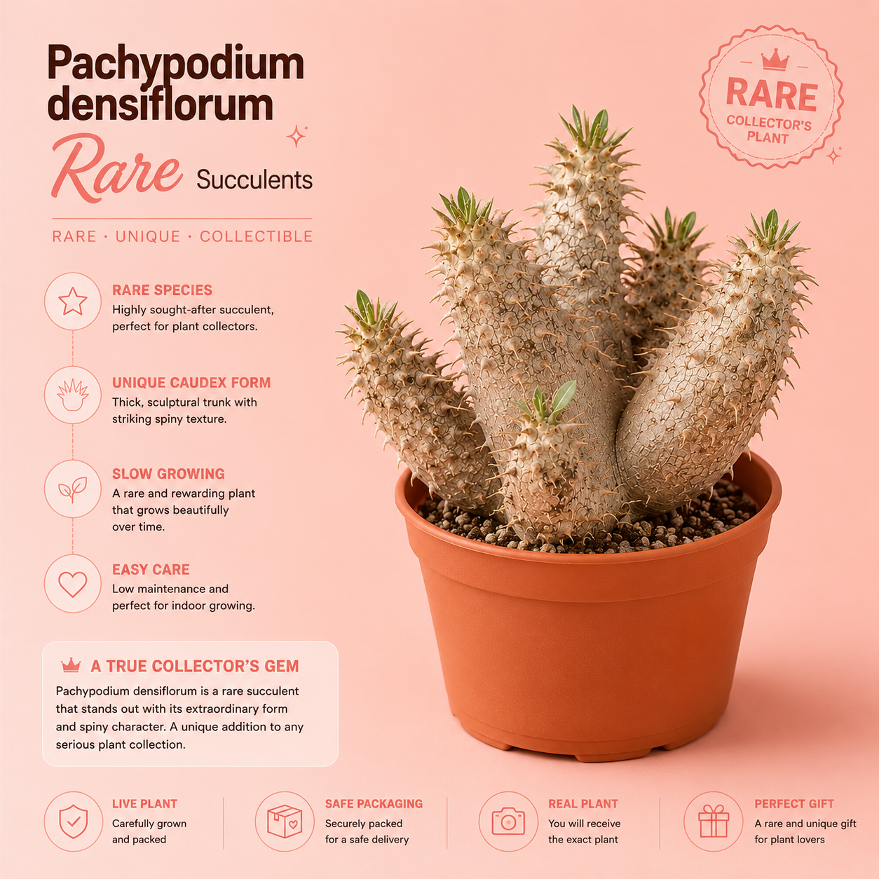 Pachypodium Densiflorum – Bare Root Caudex Succulent Plant