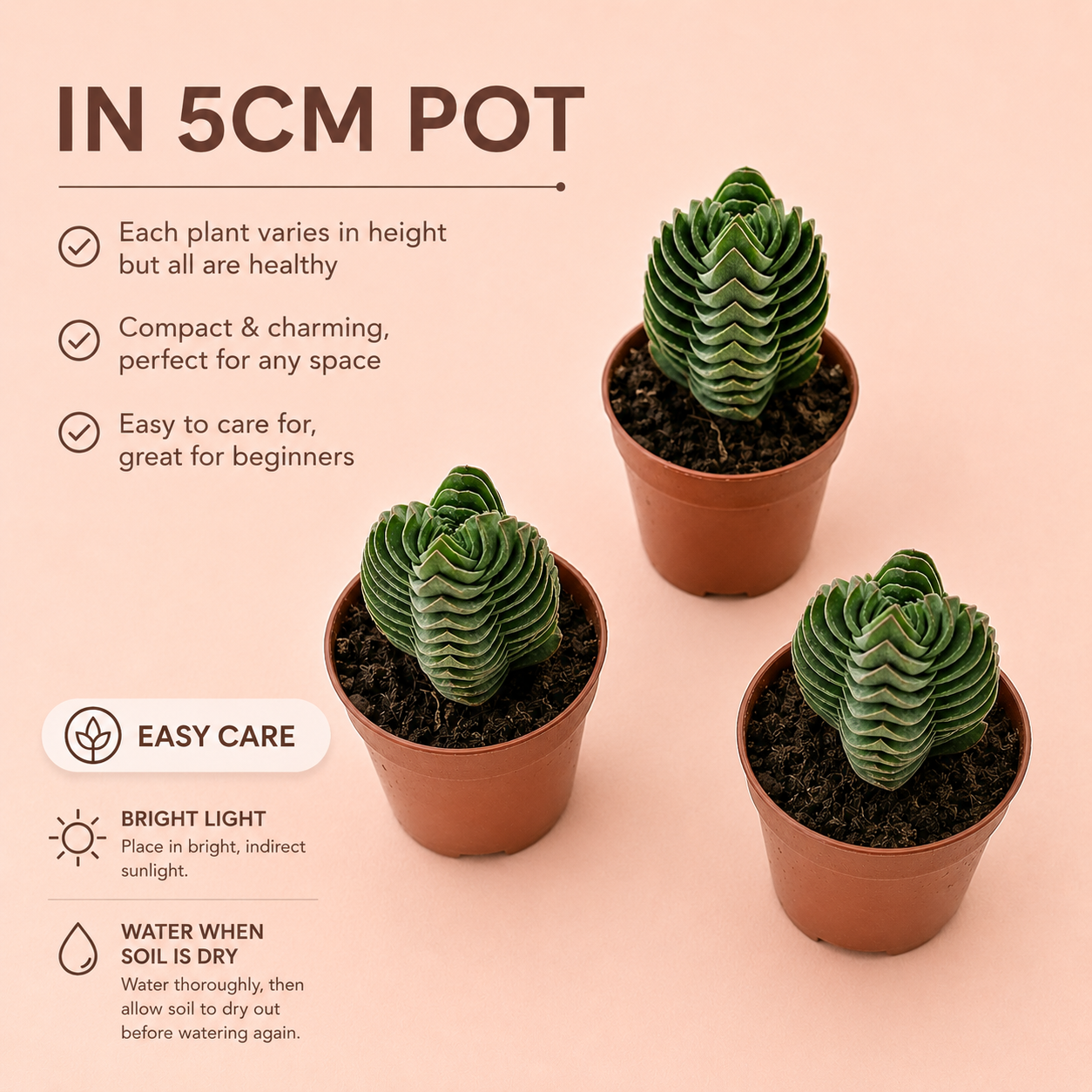 Crassula Buddha's Temple Succulent Plant in 5cm Nursery Pot
