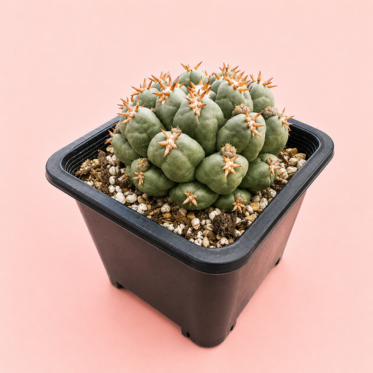 Potted cactus on a pink background
