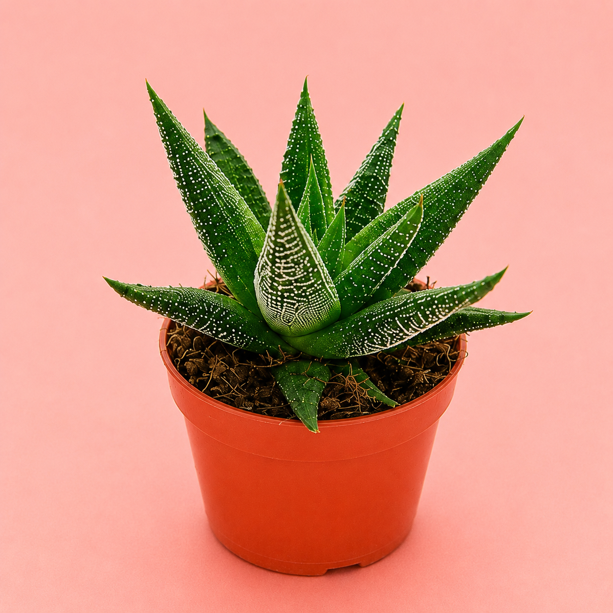 3pcs Succulent Plant Set in 5cm Pots – Haworthia Concolor, Aloe Mitriformis & Gasteraloe