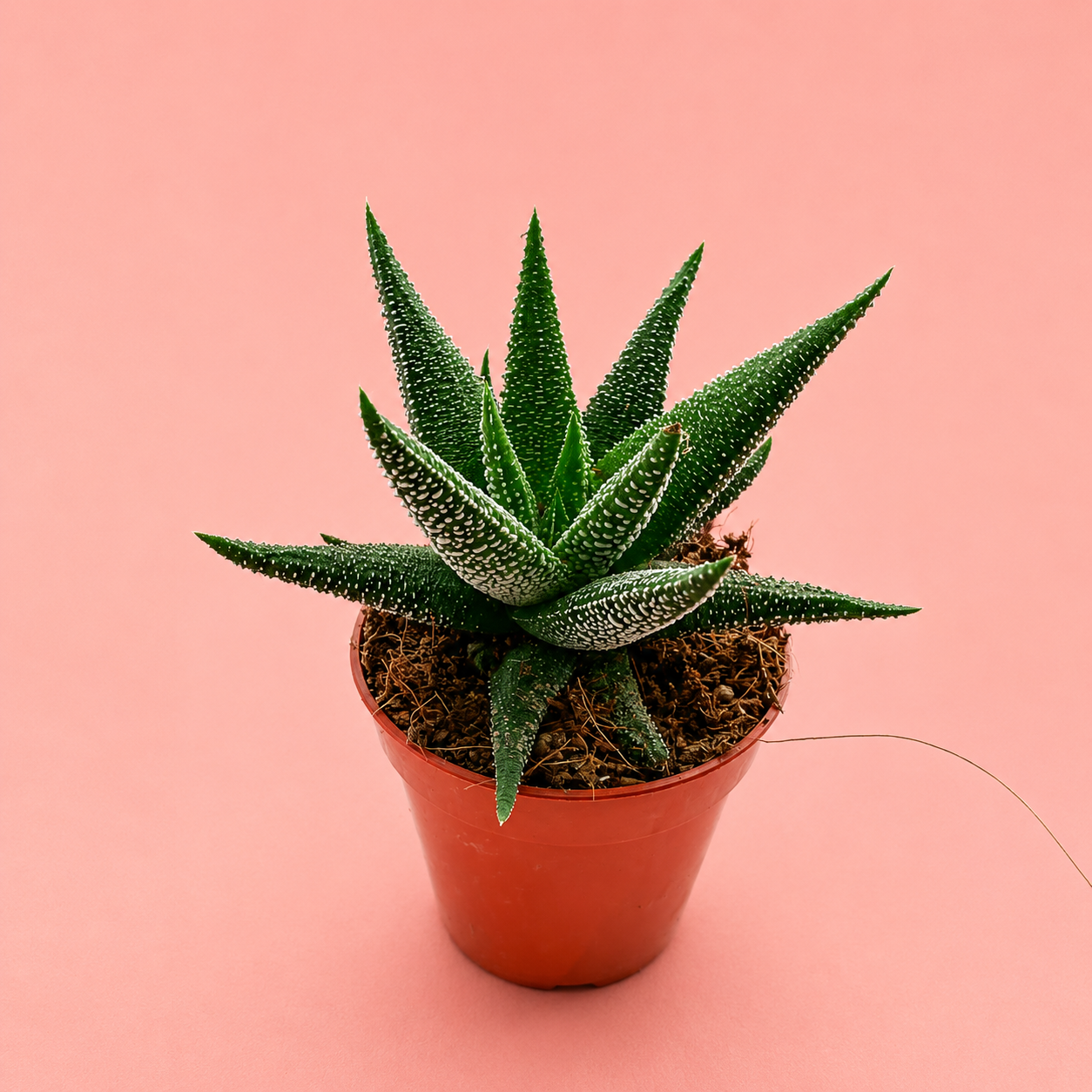 3pcs Succulent Plant Set in 5cm Pots – Haworthia Concolor, Aloe Mitriformis & Gasteraloe