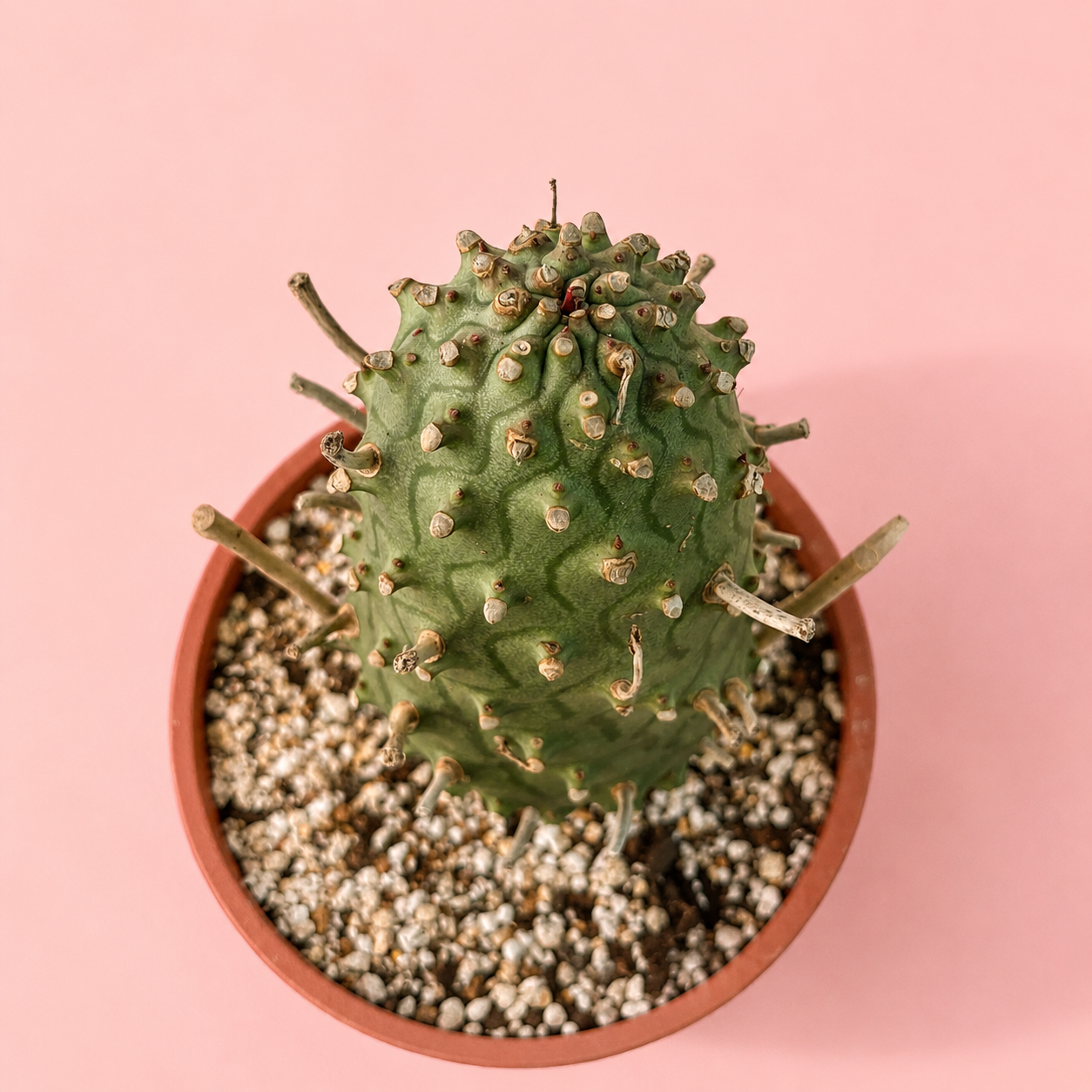 Rare Euphorbia subsp. menteiroi | One of a Kind Collector Specimen