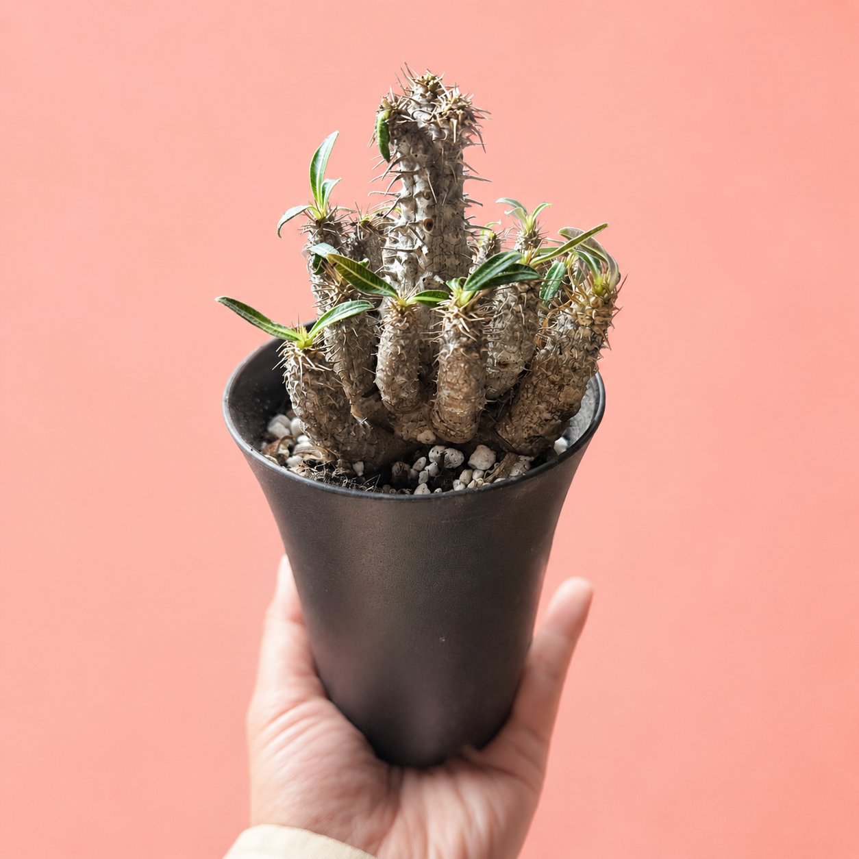 Rare Pachypodium Rosulatum Subsp. Cactipes – Bare Root Caudex Plant
