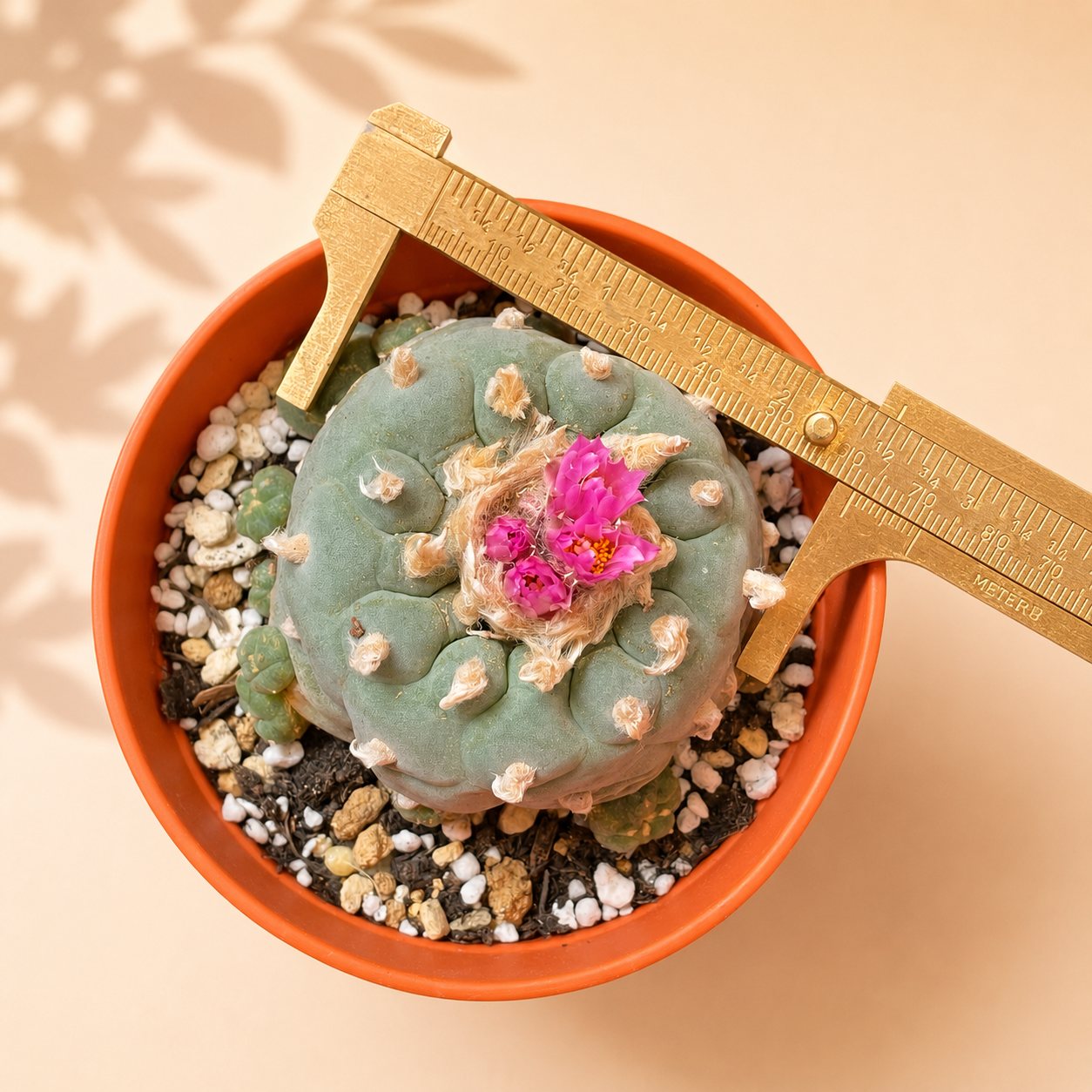 Rare Multi-Head Button Cactus – Collector Specimen