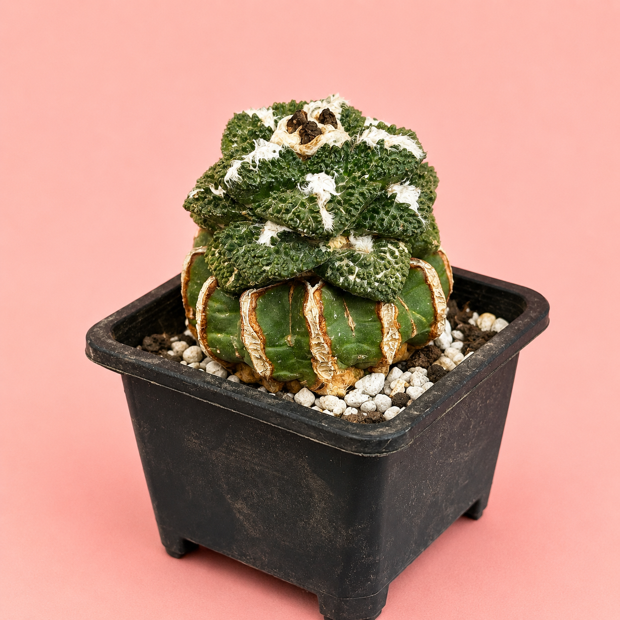 Ariocarpus fissuratus ‘Godzilla’ | Rare Collector Cactus | Around 8cm | Bare Root