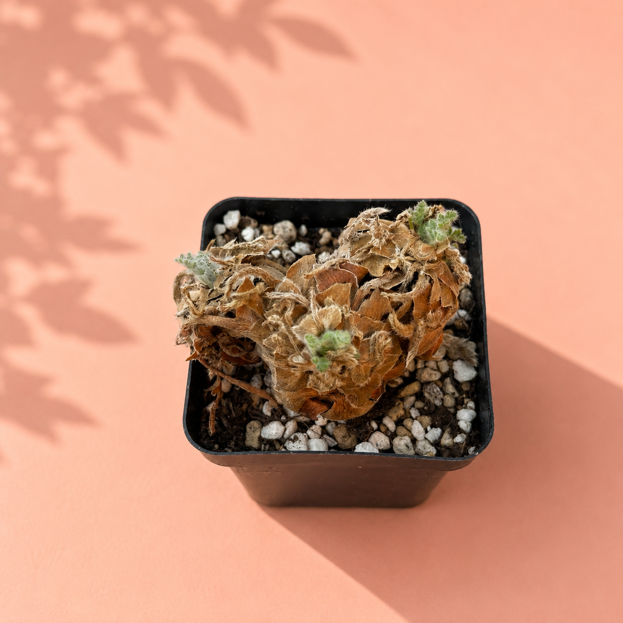 Rare Pelargonium Triste Caudex Plant | Potted Collector Succulent