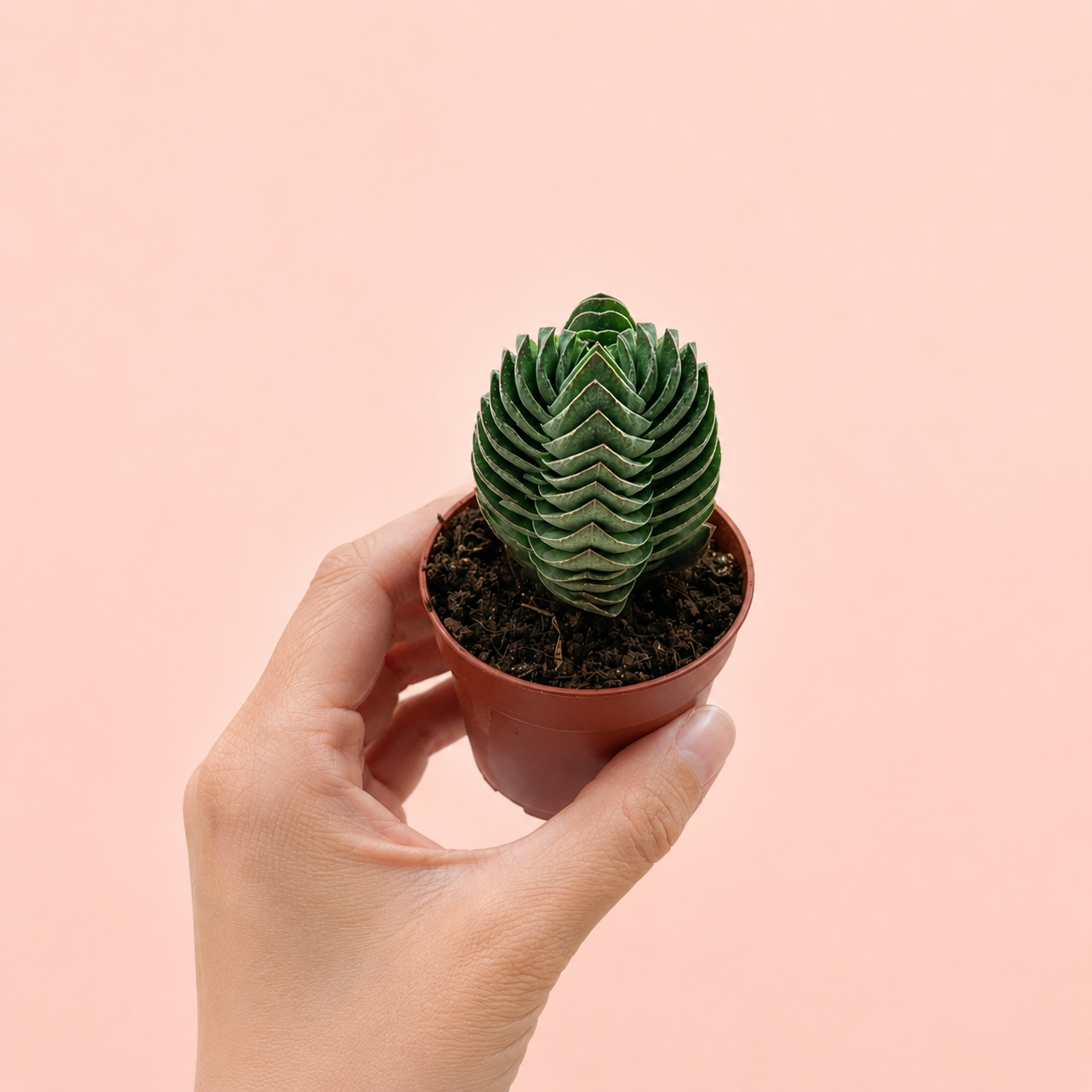 Crassula Buddha's Temple Succulent Plant in 5cm Nursery Pot