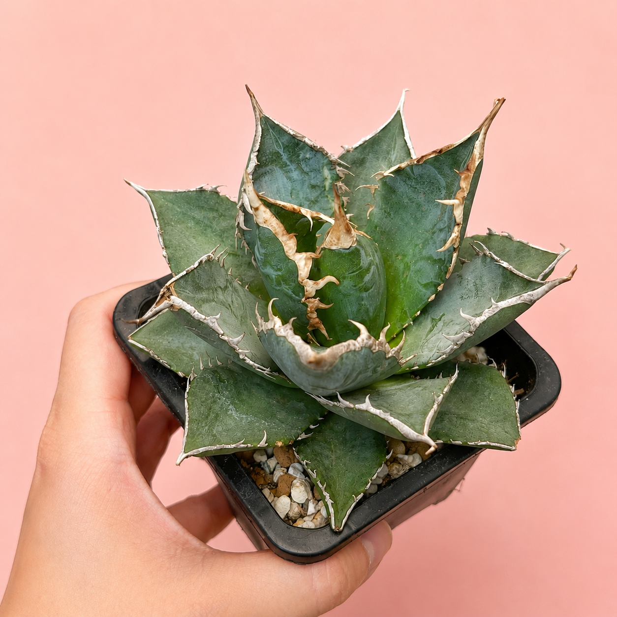 White Whale Agave – Bare Root Succulent Plant