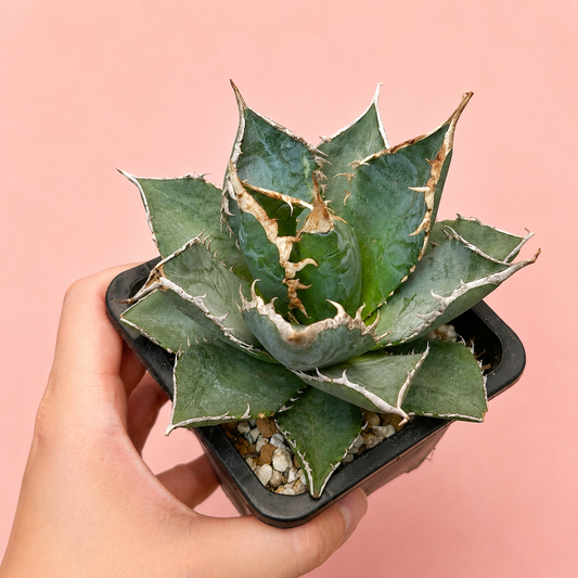 White Whale Agave – Bare Root Succulent Plant