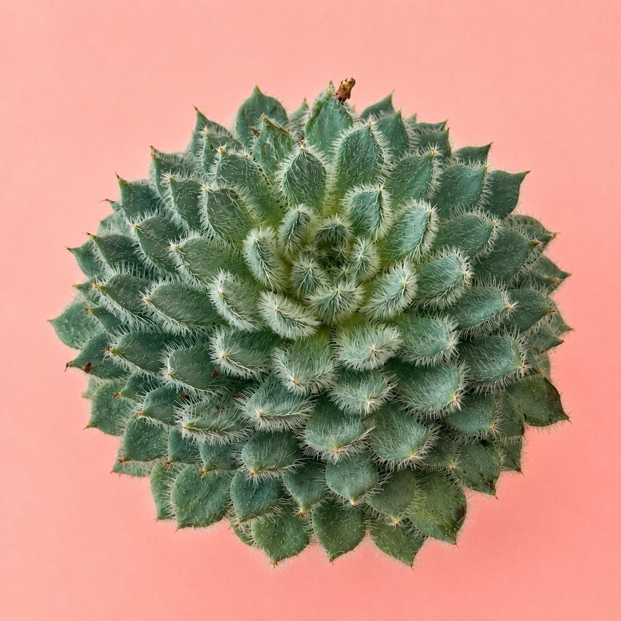 Echeveria setosa Fuzzy Succulent Live Plant in 10cm Pot