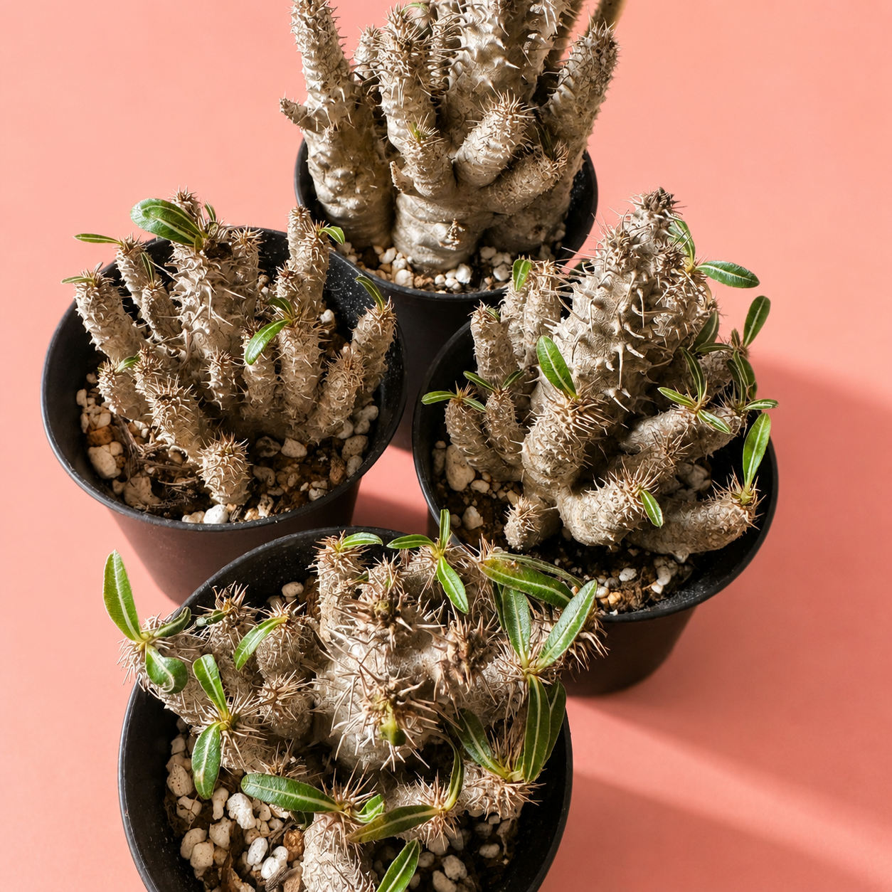 Rare Pachypodium Rosulatum Subsp. Cactipes – Bare Root Caudex Plant