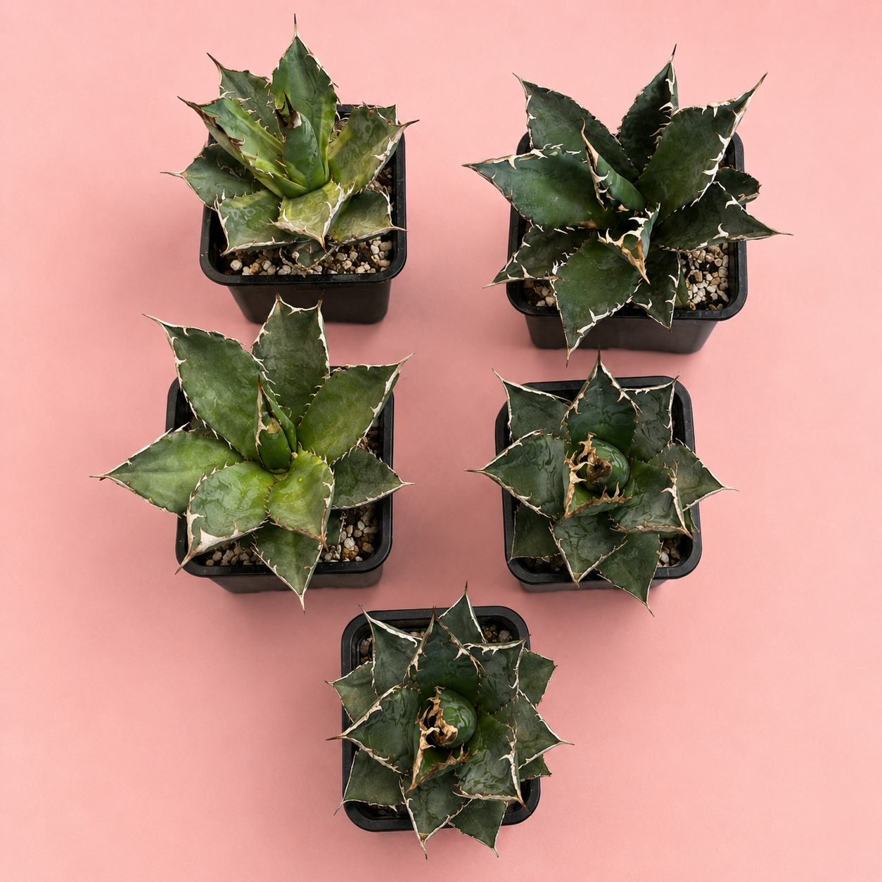 White Whale Agave – Bare Root Succulent Plant