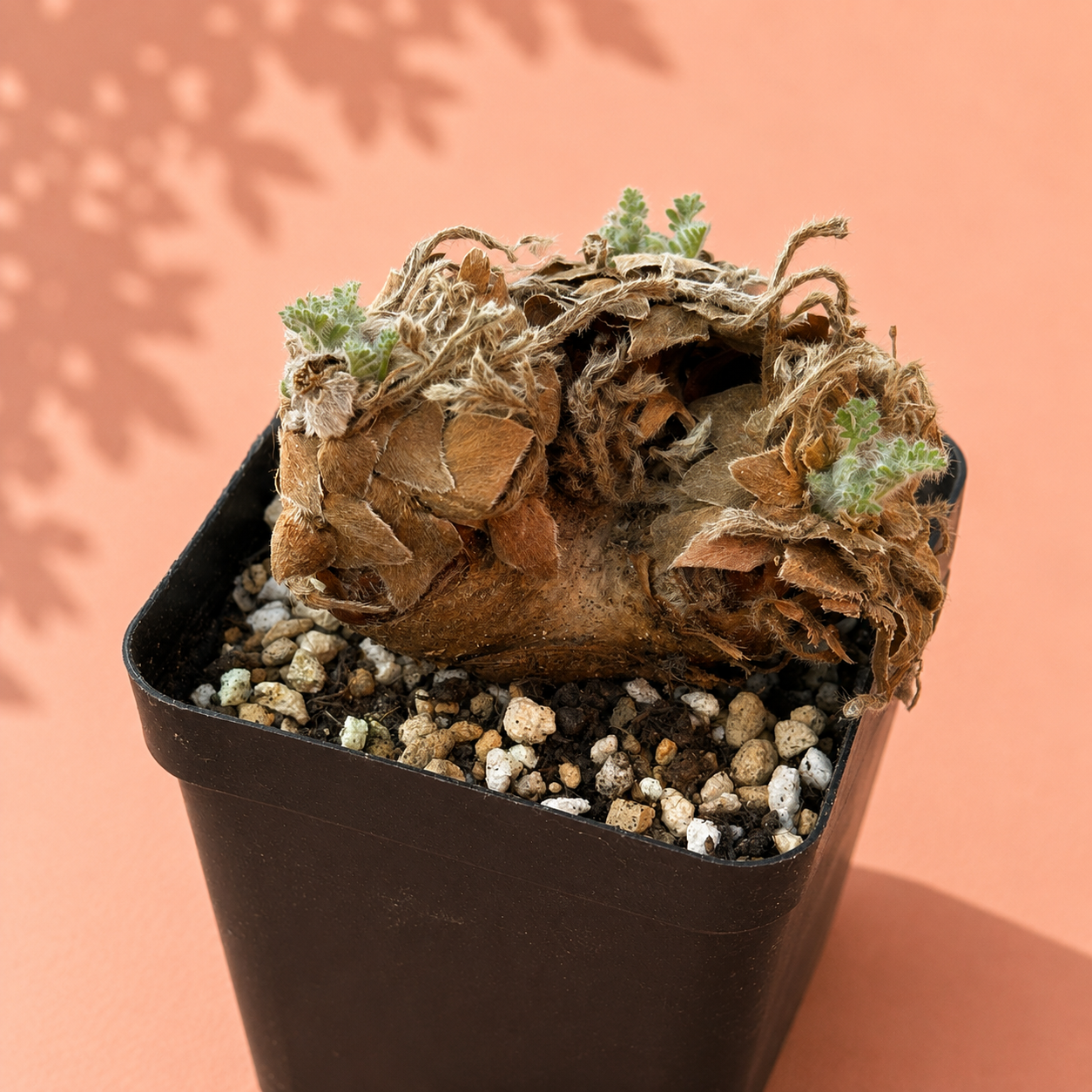Rare Pelargonium Triste Caudex Plant | Potted Collector Succulent