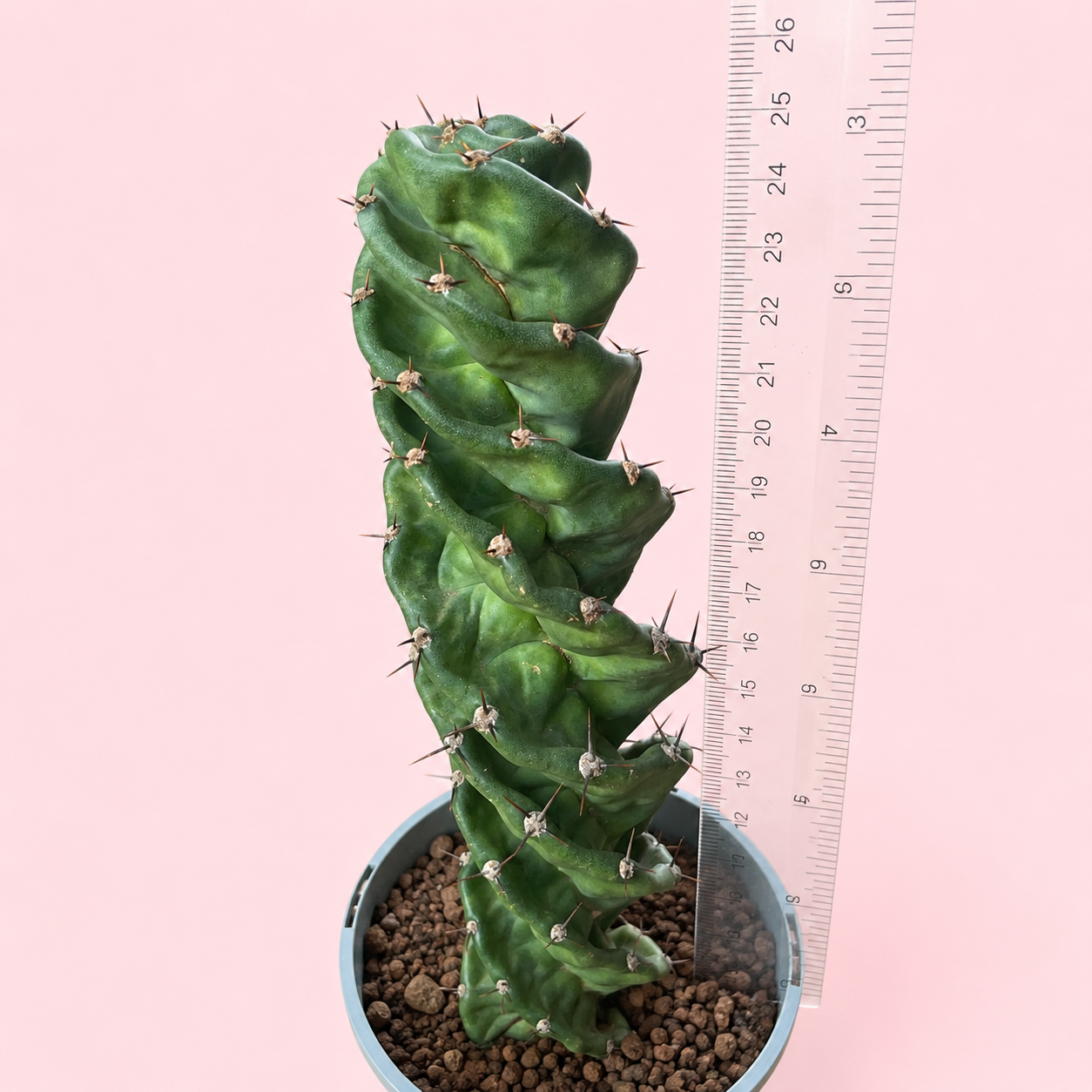 Cereus Forbesii Spiralis – Rare Spiral Cactus Bare Root Plant
