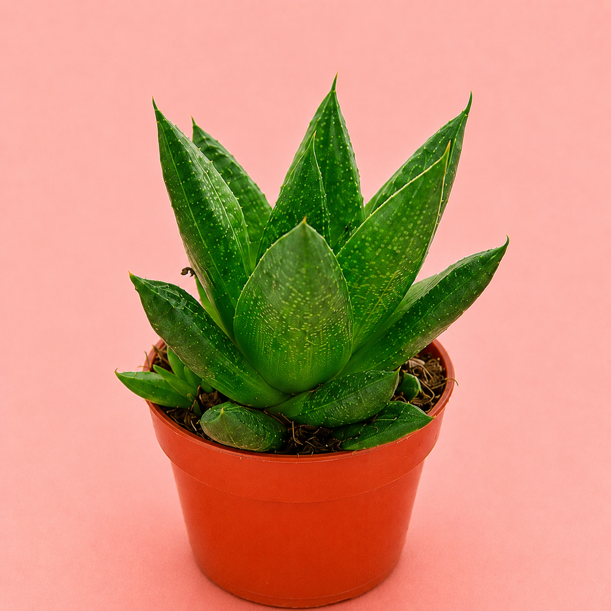 3pcs Succulent Plant Set in 5cm Pots – Haworthia Concolor, Aloe Mitriformis & Gasteraloe