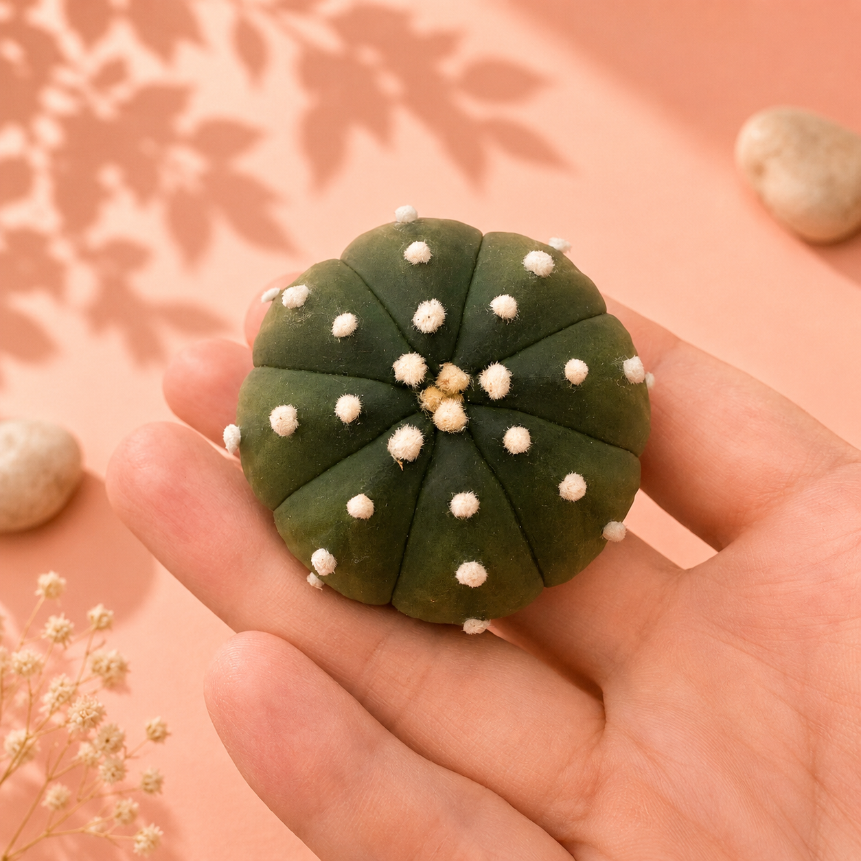 Astrophytum Asterias (Star Cactus) | 4.8-5.8cm | 3 Styles Available | Bare Root