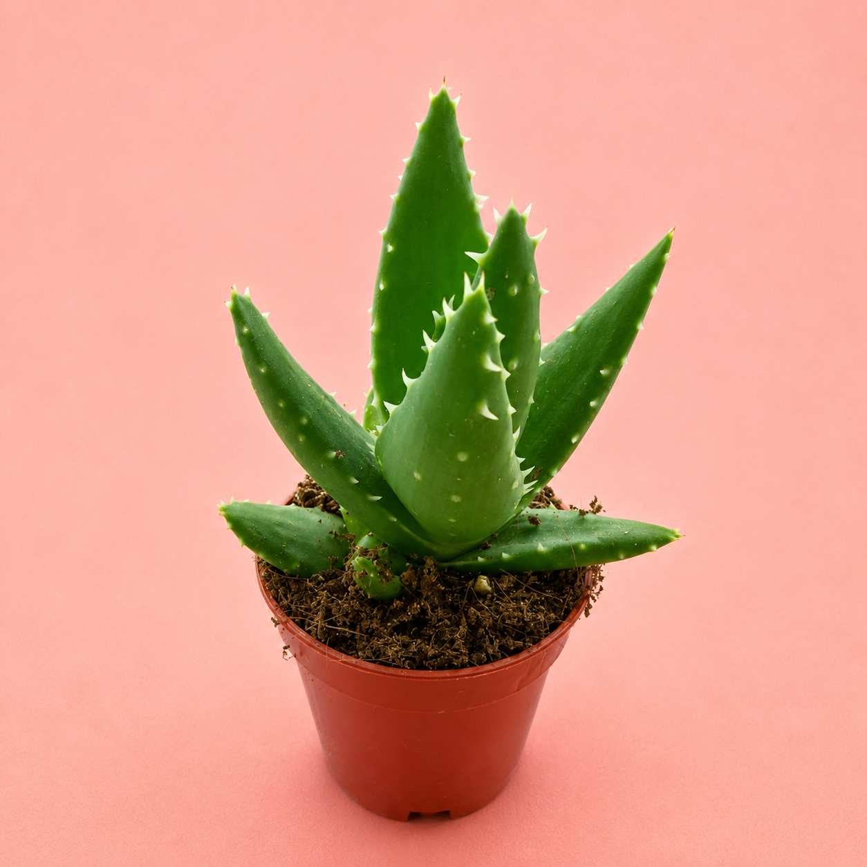 3pcs Succulent Plant Set in 5cm Pots – Haworthia Concolor, Aloe Mitriformis & Gasteraloe