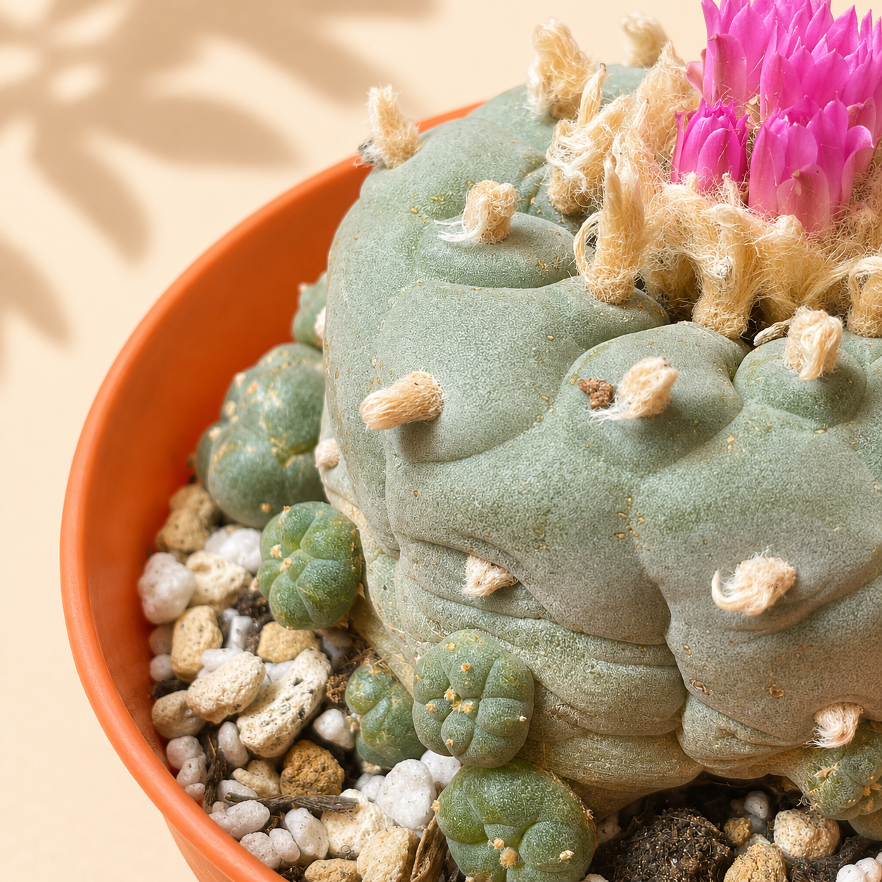 Rare Multi-Head Button Cactus – Collector Specimen