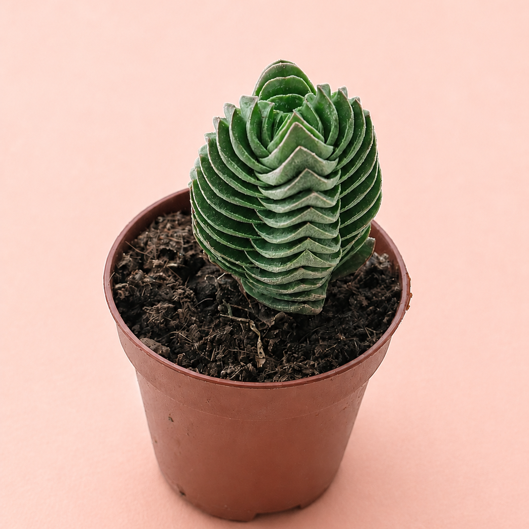 Crassula Buddha's Temple Succulent Plant in 5cm Nursery Pot