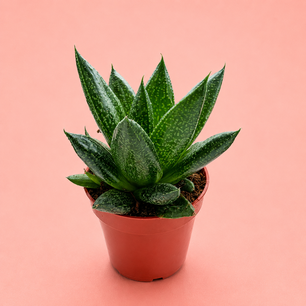 3pcs Succulent Plant Set in 5cm Pots – Haworthia Concolor, Aloe Mitriformis & Gasteraloe