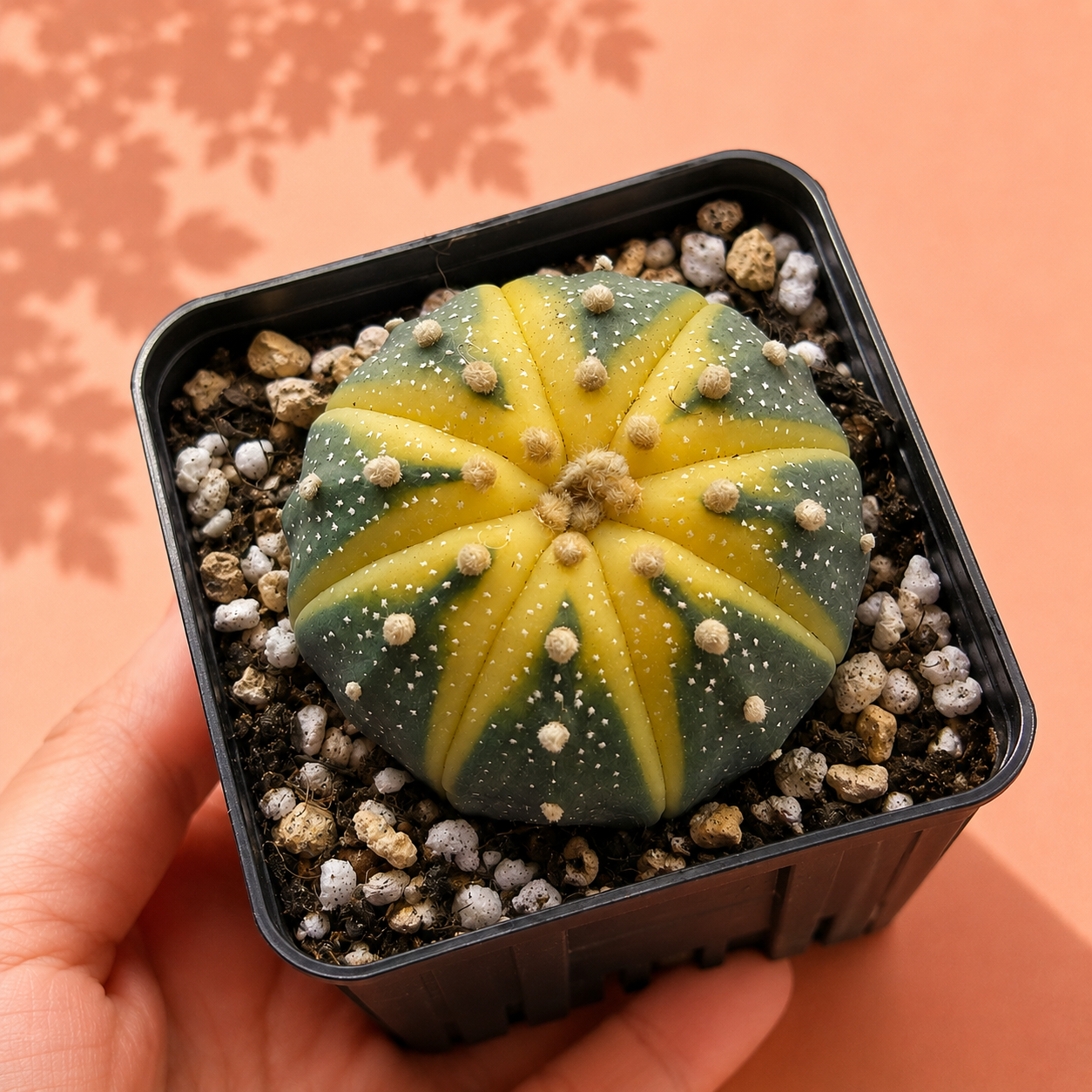 Astrophytum Asterias (Star Cactus) | 4.8-5.8cm | 3 Styles Available | Bare Root