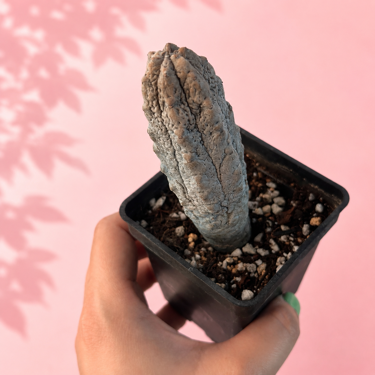 Rare Euphorbia abdelkuri Bare Root Plant 8–12cm