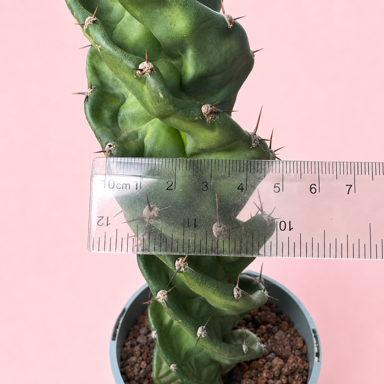 Cereus Forbesii Spiralis – Rare Spiral Cactus Bare Root Plant