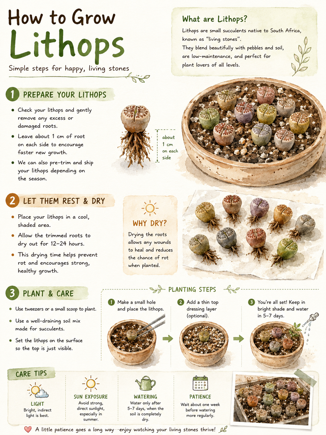 Living Stone New Starter Kit - with 1 Bag of Lithops Soil, 5 Single-Head Lithops, 2 Double-Head Lithops, 1 Terracotta pot, 1 Tweezers Tool - Succulents, Cactus, Gift for Kids, Gift for Succulents Lovers