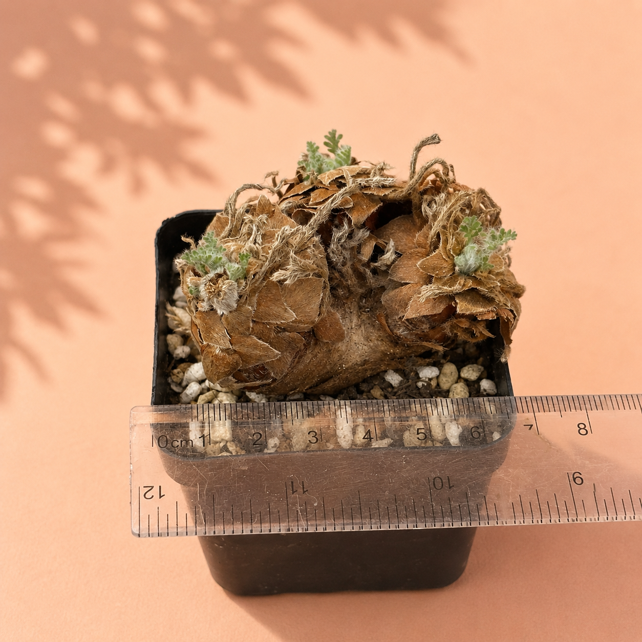 Rare Pelargonium Triste Caudex Plant | Potted Collector Succulent