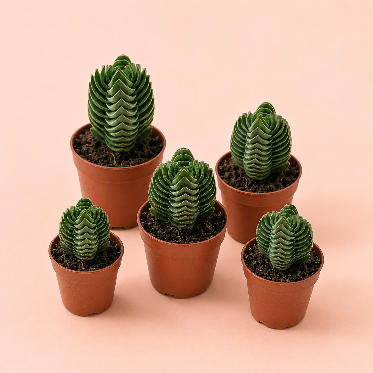 Crassula Buddha's Temple Succulent Plant in 5cm Nursery Pot