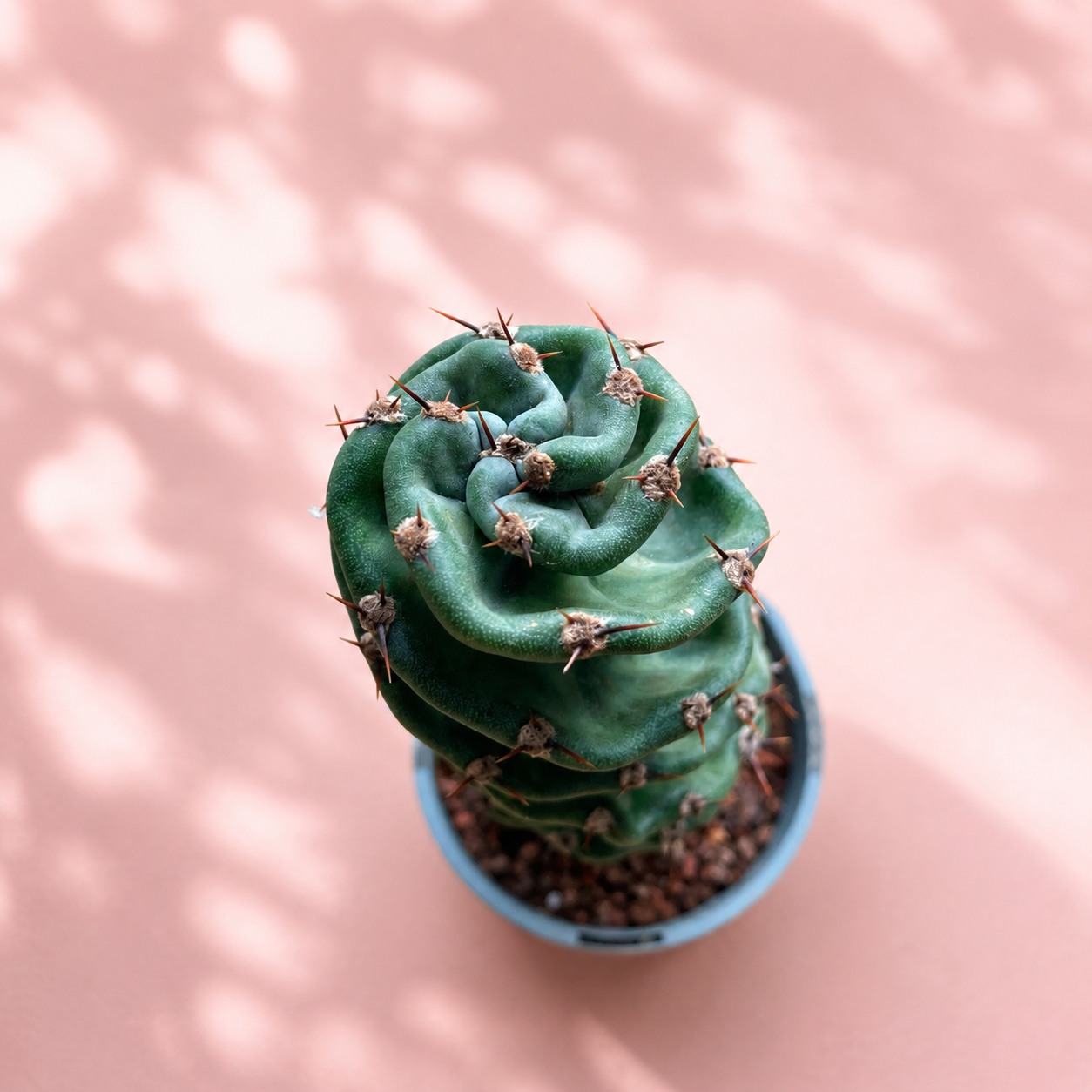 Cereus Forbesii Spiralis – Rare Spiral Cactus Bare Root Plant