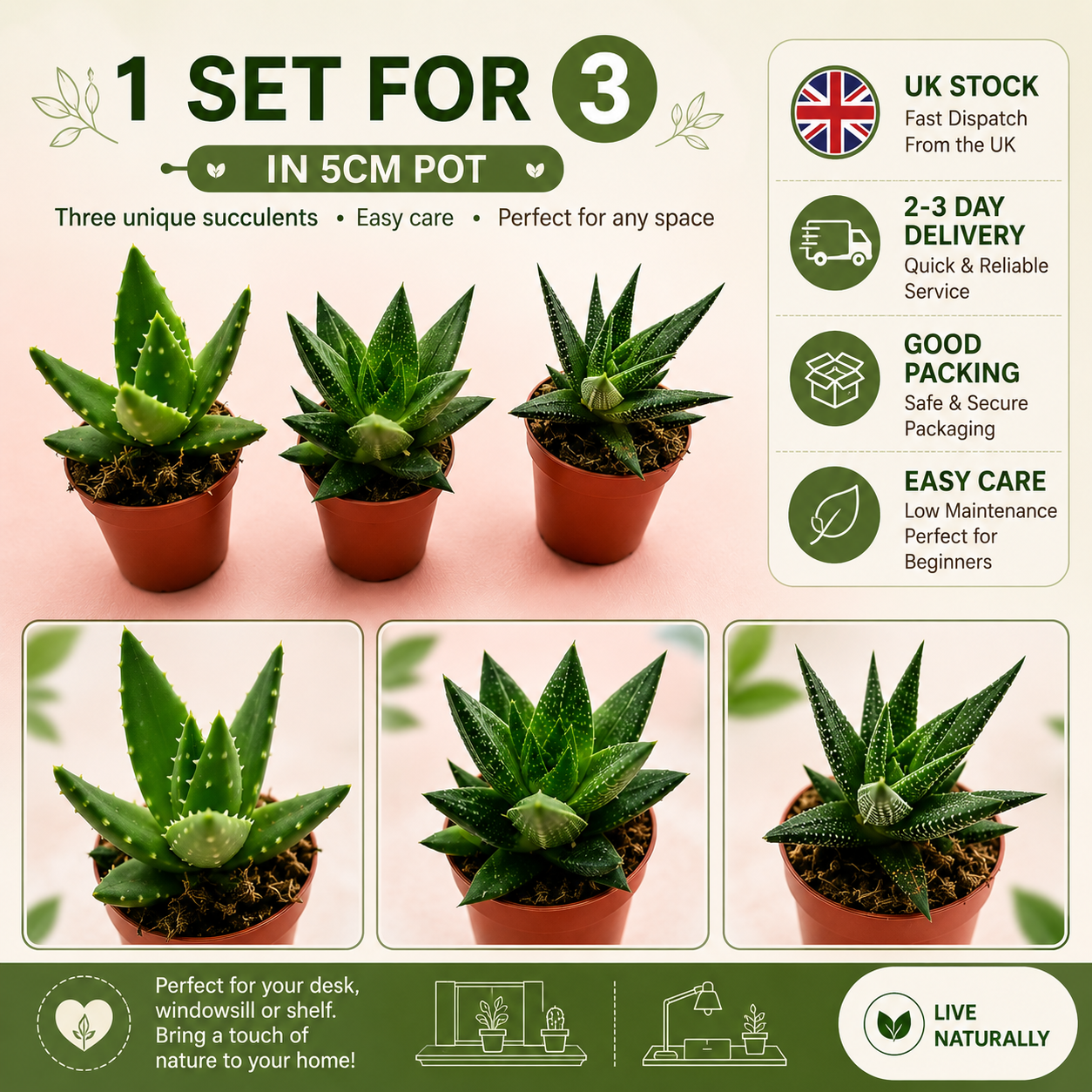 3pcs Succulent Plant Set in 5cm Pots – Haworthia Concolor, Aloe Mitriformis & Gasteraloe