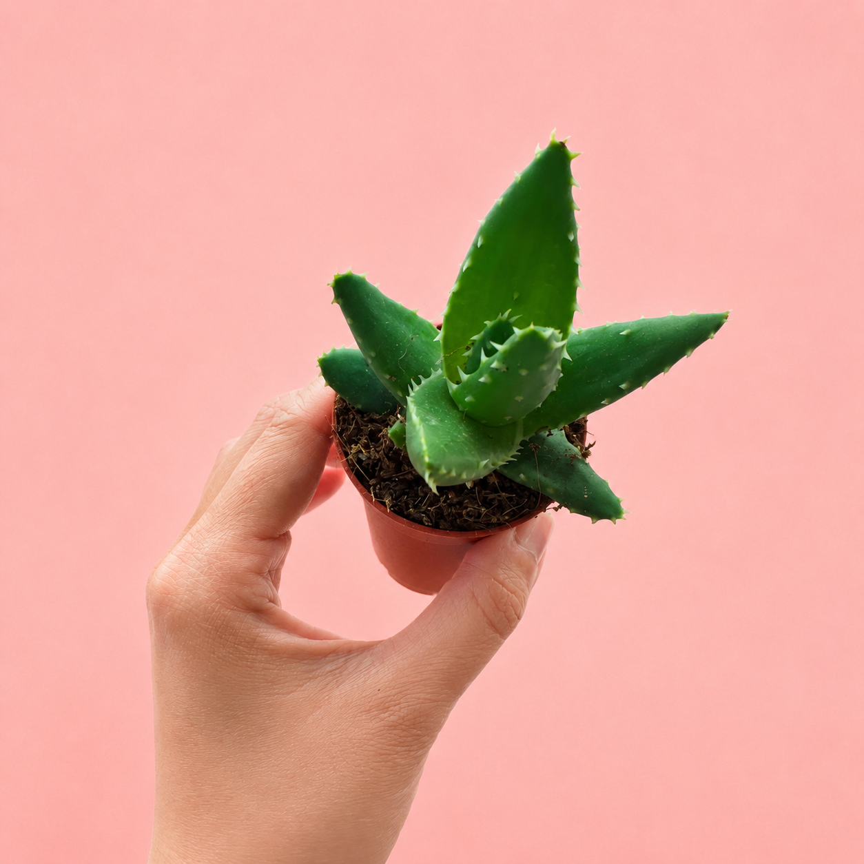 3pcs Succulent Plant Set in 5cm Pots – Haworthia Concolor, Aloe Mitriformis & Gasteraloe