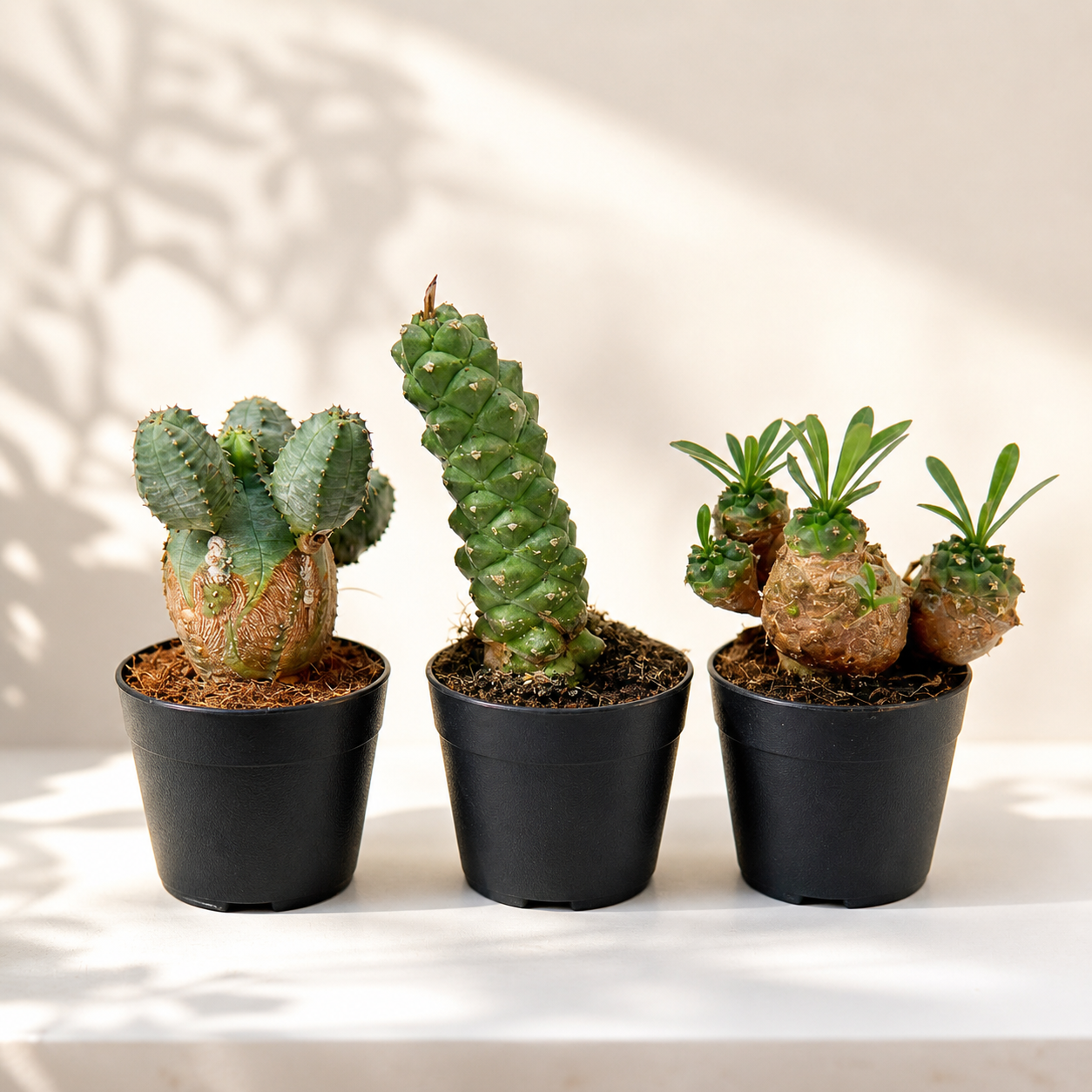 Set of potted cacti on a neutral background