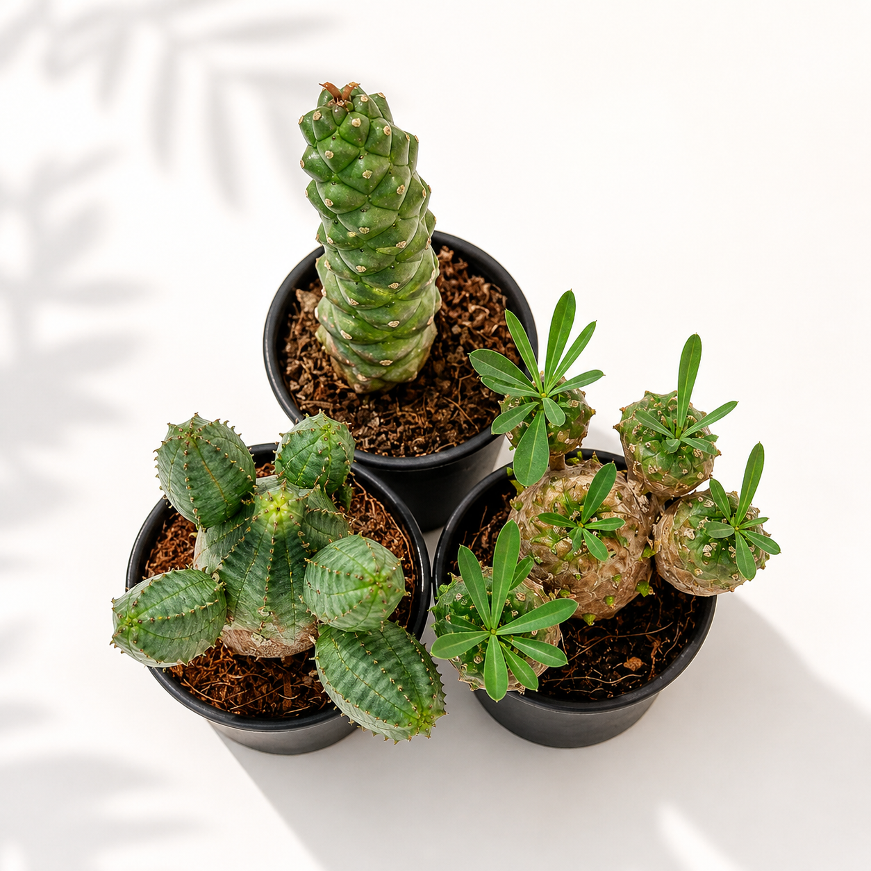 Four small potted cacti on a white background