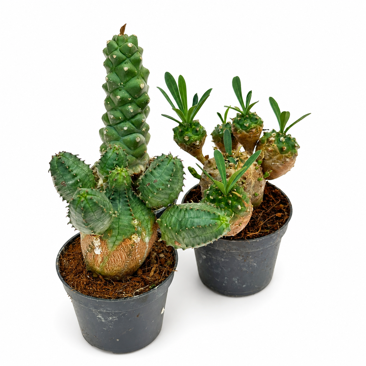 Two potted cacti on a white background