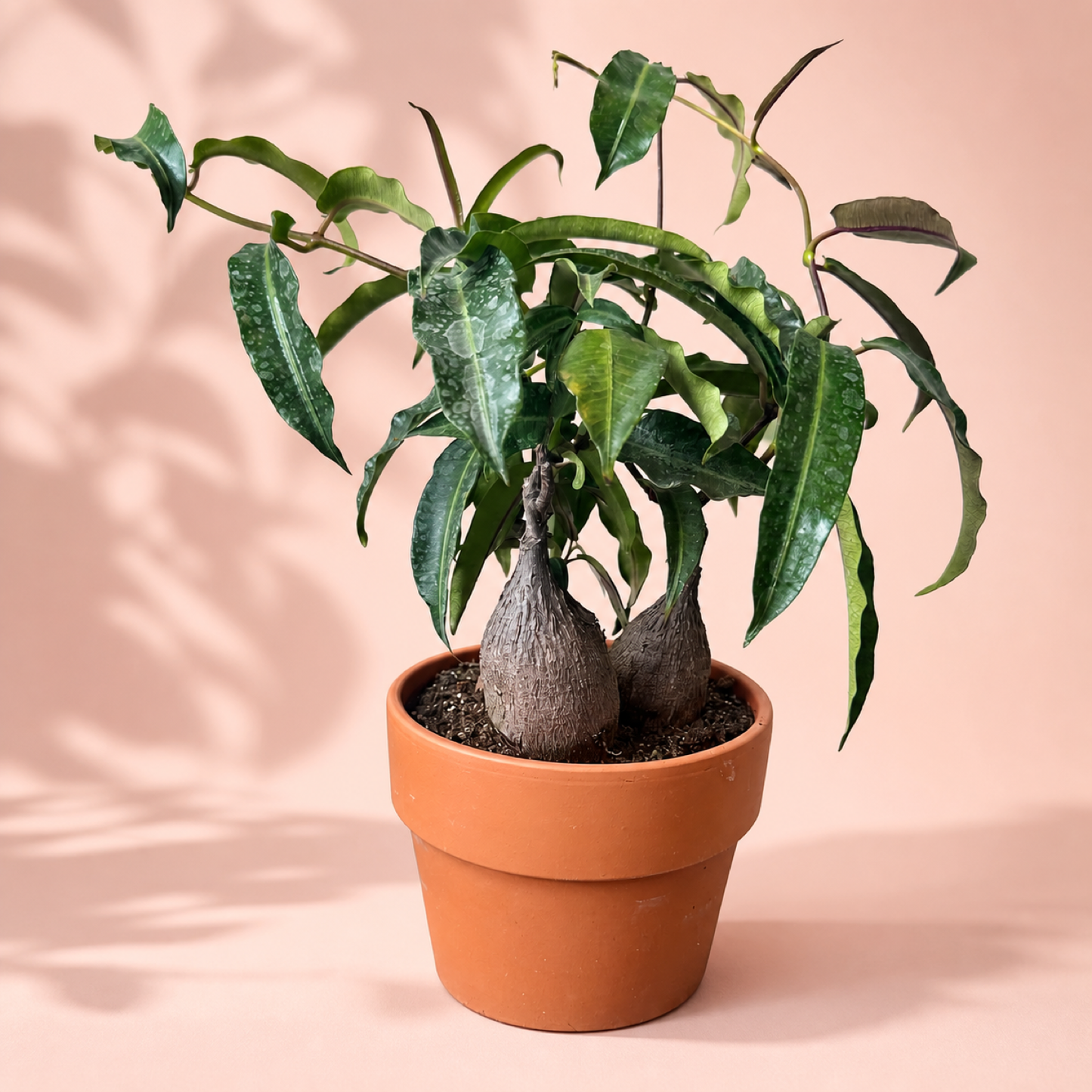 Petopentia natalensis 3 Head Caudex Live Plant in 15cm Pot