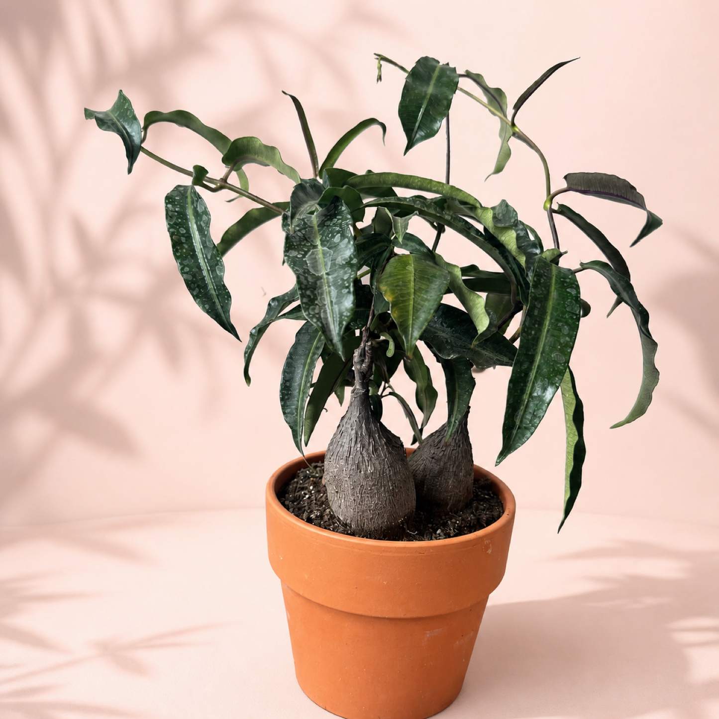 Petopentia natalensis 3 Head Caudex Live Plant in 15cm Pot