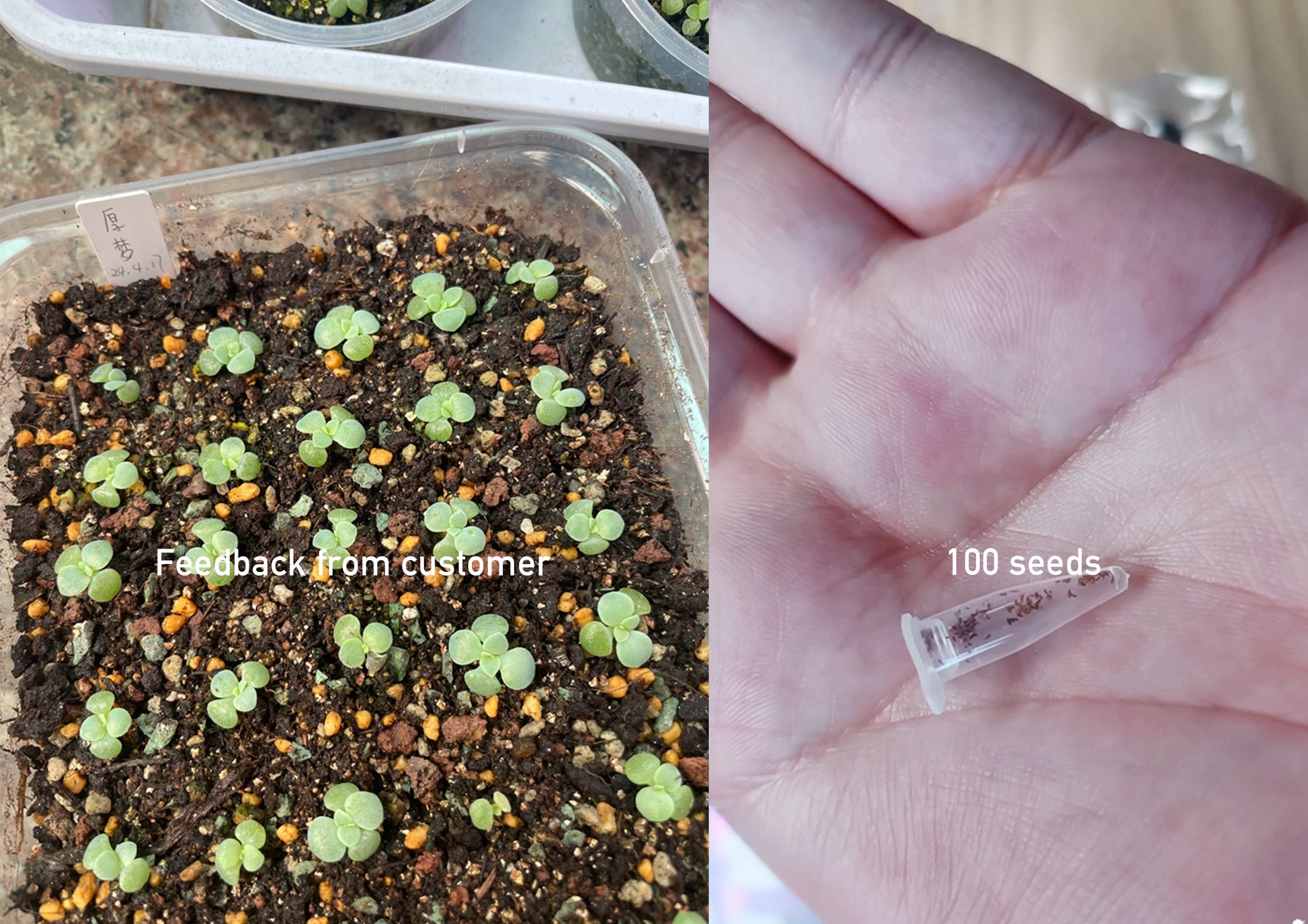 100 succulent seeds Echeveria Seeds, Rare Succulent Seeds for Home Growing, Home-Grown Suc – Chic Chic Plants